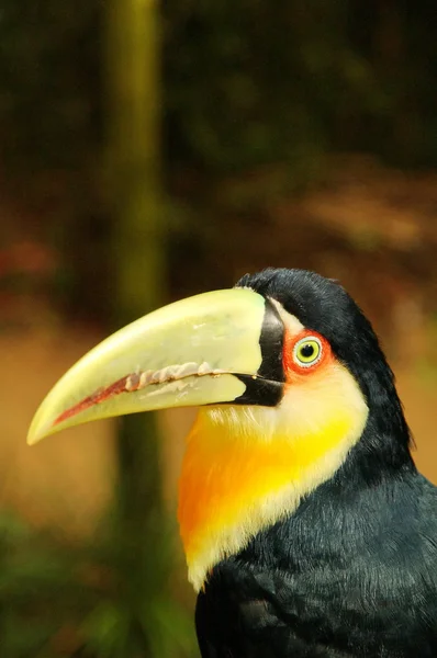 Brasilianischer Tukan — Stockfoto