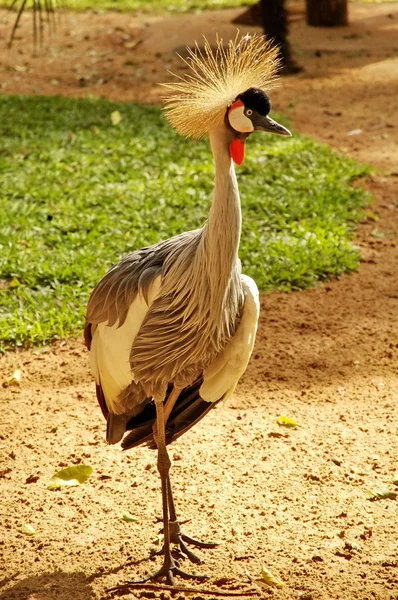 Aves en el Parque de Iguazú — Foto de Stock