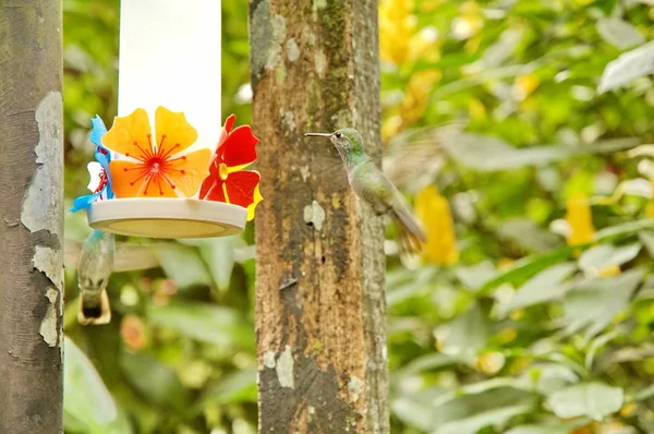 stock image Birds in Iguasu park. Brazil