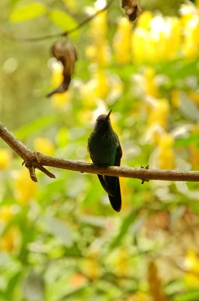 Birds in Iguasu Park — Stock Photo, Image