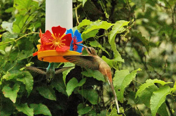 Πουλιά σε iguasu πάρκο — Φωτογραφία Αρχείου