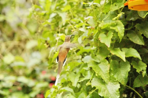 Птицы в парке Игуасу — стоковое фото
