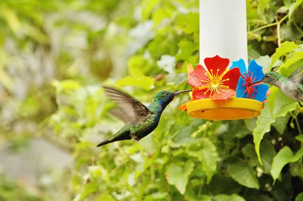 stock image Birds in Iguasu Park