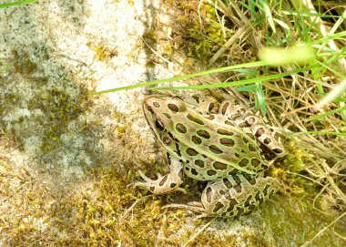 Kuzey leopar kurbağa