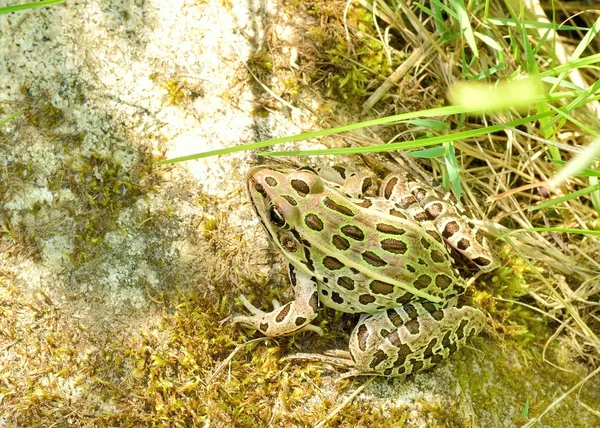 Northern Leopard Frog — Stock Photo, Image
