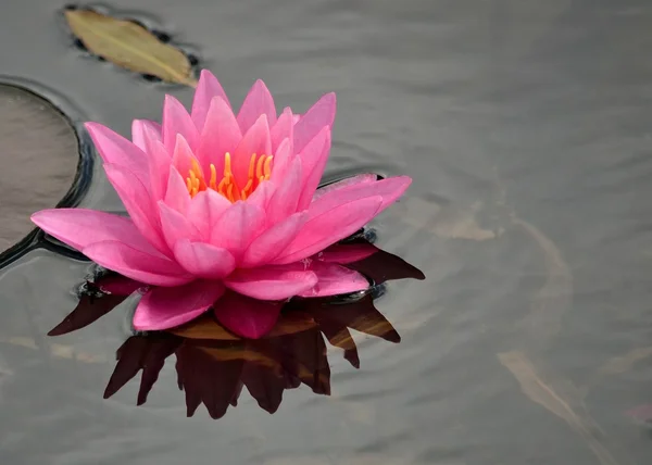 stock image Pink Water Lilly