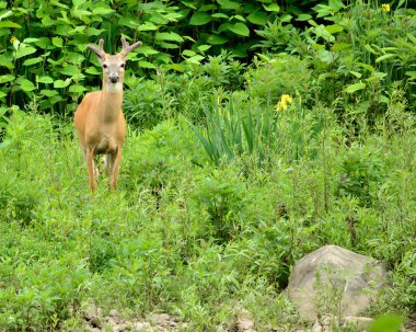 Whitetail Geyik buck