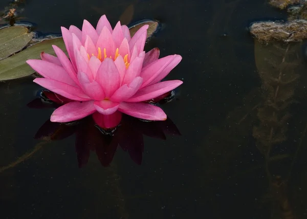 stock image Pink Water Lilly