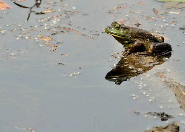 Żaba rycząca — Zdjęcie stockowe