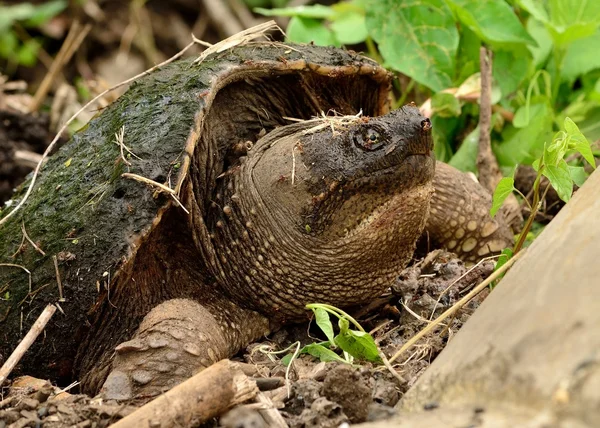 Snapping Turtle — Stock Photo, Image