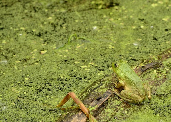 Bullfrog — Stock Photo, Image