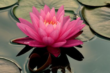 Pink Water Lilly clipart