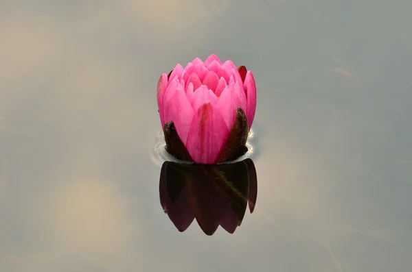 Růžové vody lilly — Stock fotografie