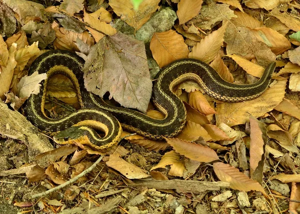 Serpente giarrettiera — Foto Stock