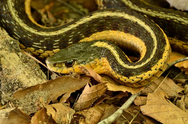 Garter yılanı — Stok fotoğraf
