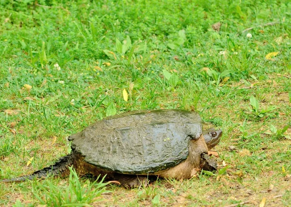 Spezzare la tartaruga — Foto Stock