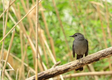 Catbird