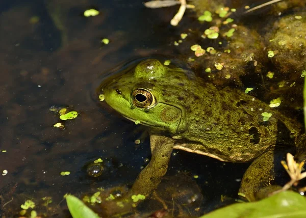 Bullfrog — 스톡 사진