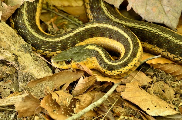 Podwiązka węży — Zdjęcie stockowe