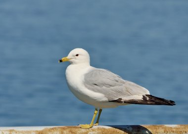 Ring-billed martı tünemiş