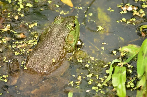 Bullfrog Closeup — Stock Photo, Image