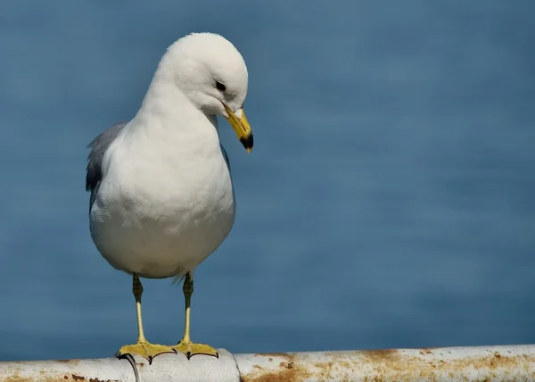 stock image Ring-billed Seagull Perched