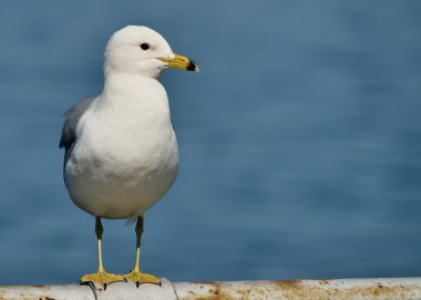 Ring-billed Seagull clipart