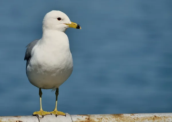 Stock image Ring-billed Seagull