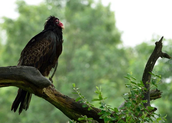 土耳其秃鹫 — 图库照片