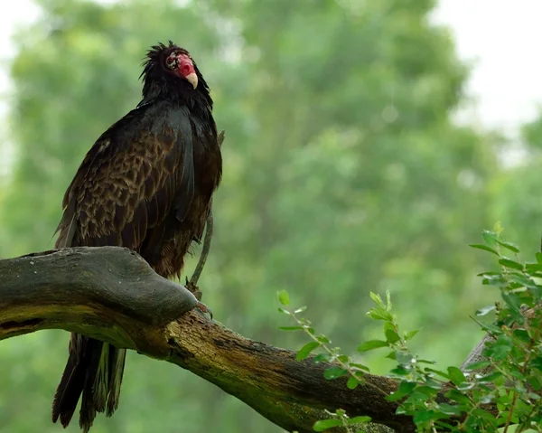 Avvoltoio di tacchino — Foto Stock