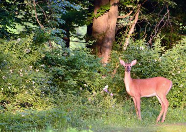 Whitetail Geyik düğme kova