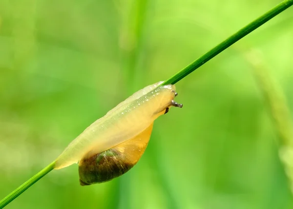 Ogrodowa ślimak — Zdjęcie stockowe