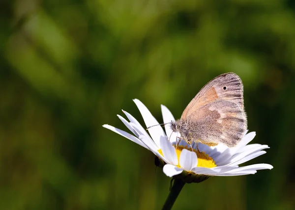 Загальні Ringlet метелик — стокове фото