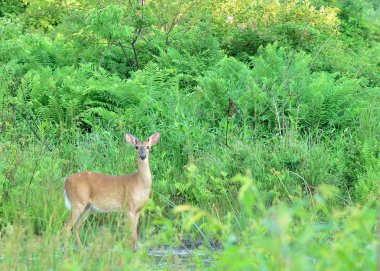 Whitetail Geyik düğme kova