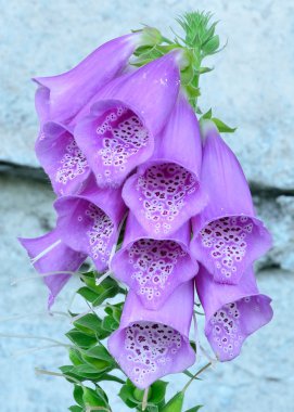 Mor çan çiçekleri foxglove