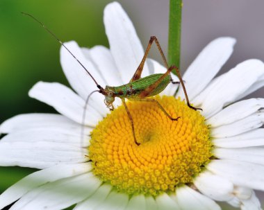 katydid su perisi