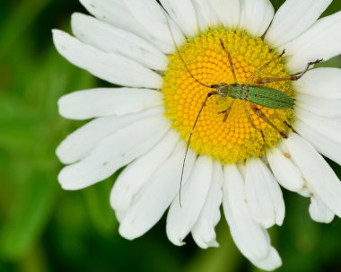 katydid su perisi