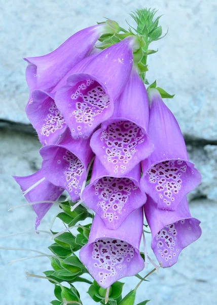 Cloche Violette Fleurs Foxglove — Photo