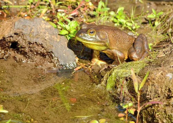 牛蛙 — 图库照片