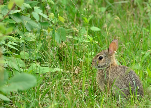 Tavşan tavşan — Stok fotoğraf