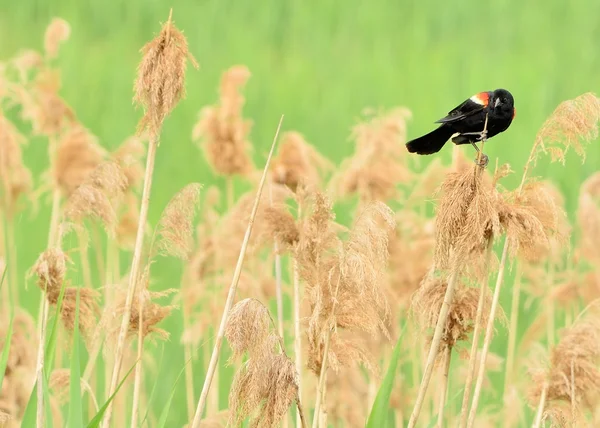 Erkek Kırmızı kanatlı karakuş — Stok fotoğraf