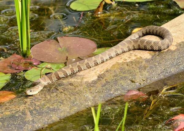 Kuzey su yılanı — Stok fotoğraf