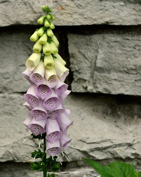 Purple Bell Flowers Foxglove — Stock Photo, Image