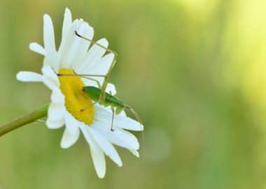 katydid su perisi