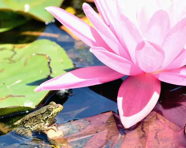 stock image Bullfrog