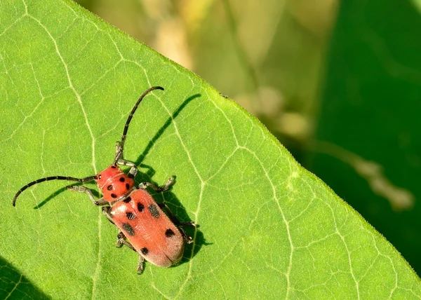Milkweed Beetle — Stock Photo, Image
