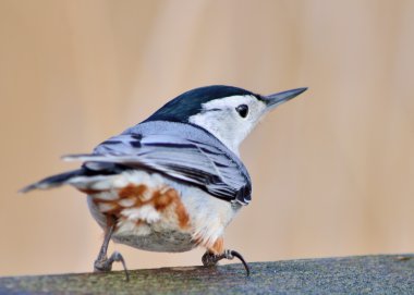 Nuthatch clipart