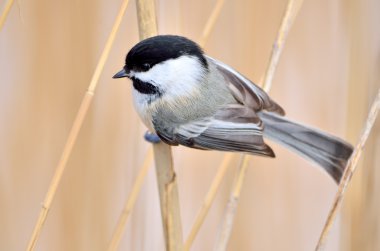 chickadee