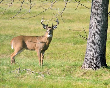 Whitetail Geyik buck