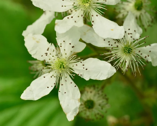 stock image Raspberry Blossoms